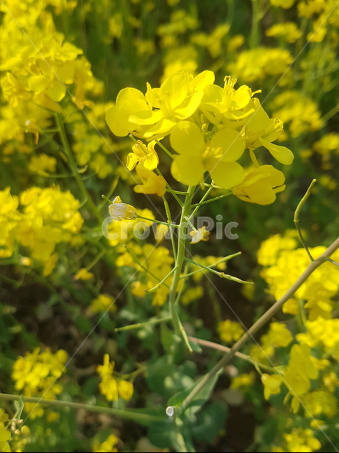 유채꽃,자연,봄,노랑,flower
