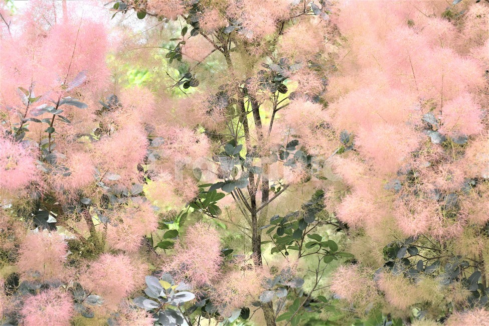 안개나무,여름식물,신비,식물,분홍색,아름다움,식물,자연,plants,nature,나무,trees,wood