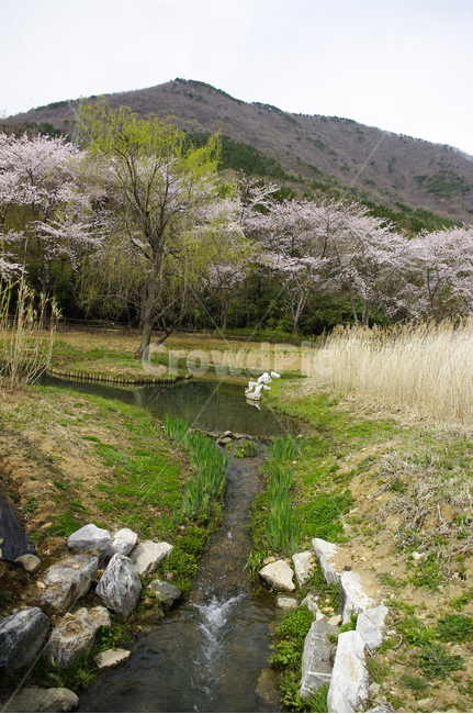 나무,식물,꽃,봄,벚꽃나무,풍경,봄,계절,spring,season,자연,풍경,nature,landscape,한국자연풍경,한국자연경관,korea nature landscape,outdoors,옥외,water,물