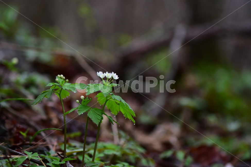 나도바람꽃,야생화,봄,꽃,풀꽃,자연,식물,식생,plants,nature,spring,season,flower