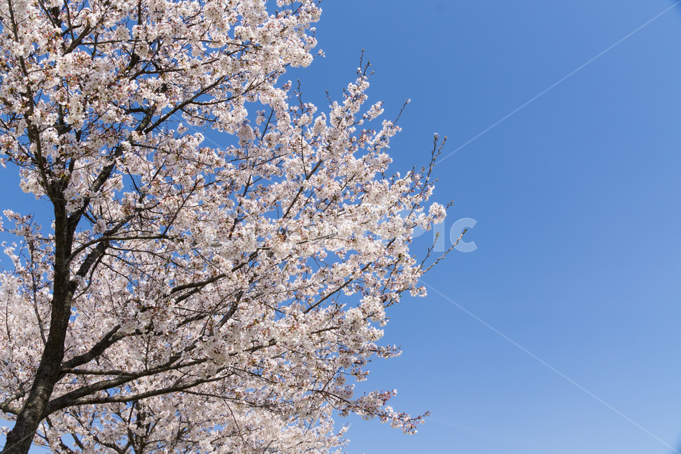 봄,벚꽃,나들이,봄꽃,감성,자연,풍경,cherryblossom,개화,식물,blossom,flower,꽃
