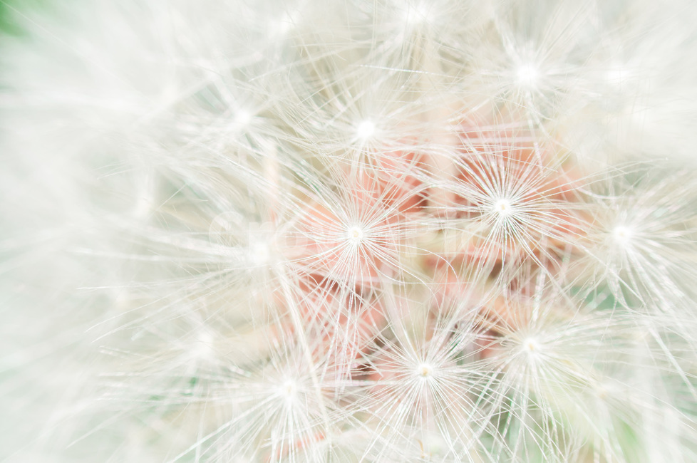 민들레씨,민들레,dandelion,plant,식물,flower,blossom,꽃,식물,자연,plants,nature