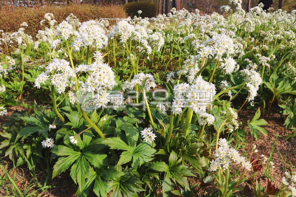 꽃,돌단풍,돌단풍꽃,식물,자연,흰꽃,작은꽃,하얀색꽃,범의귀과,다년생초본,장장포,부처손,돌나리,야생화,들꽃,관상용,약용,식용,공원,산책로,산책길