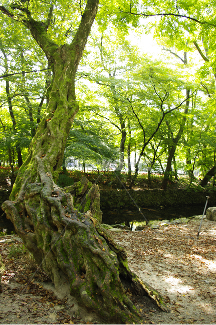 나무,식물,잎,초록,나뭇가지,식물,자연,plants,nature,나무,trees,wood