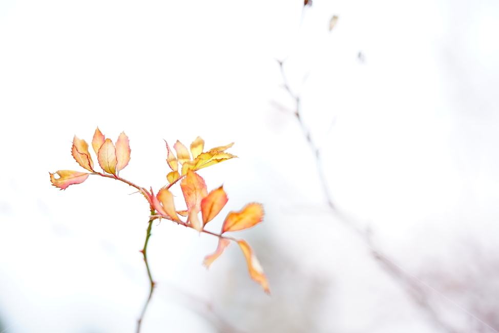 장미,잎,단풍,겨울,감성,식물,자연,plants,nature,꽃,flower