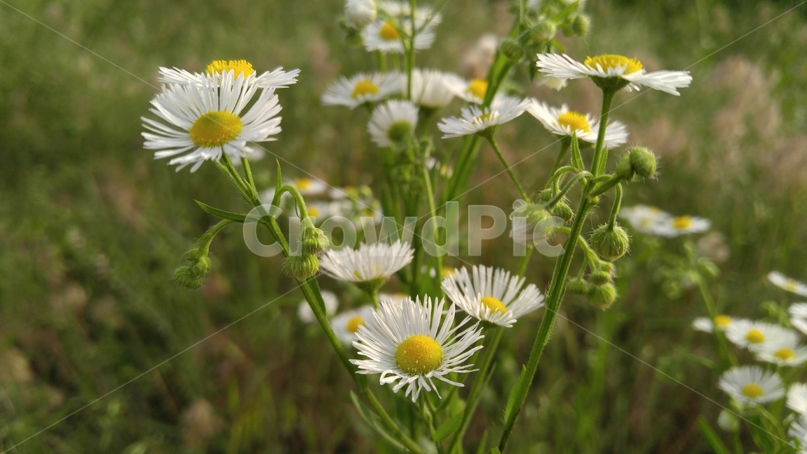 개망초,꽃,들꽃,야생화,흰꽃,흰색,녹색,배경,감성,계절,flower,wildflower,whiteflowers,white,green,background,emotional,season,fieldflowers