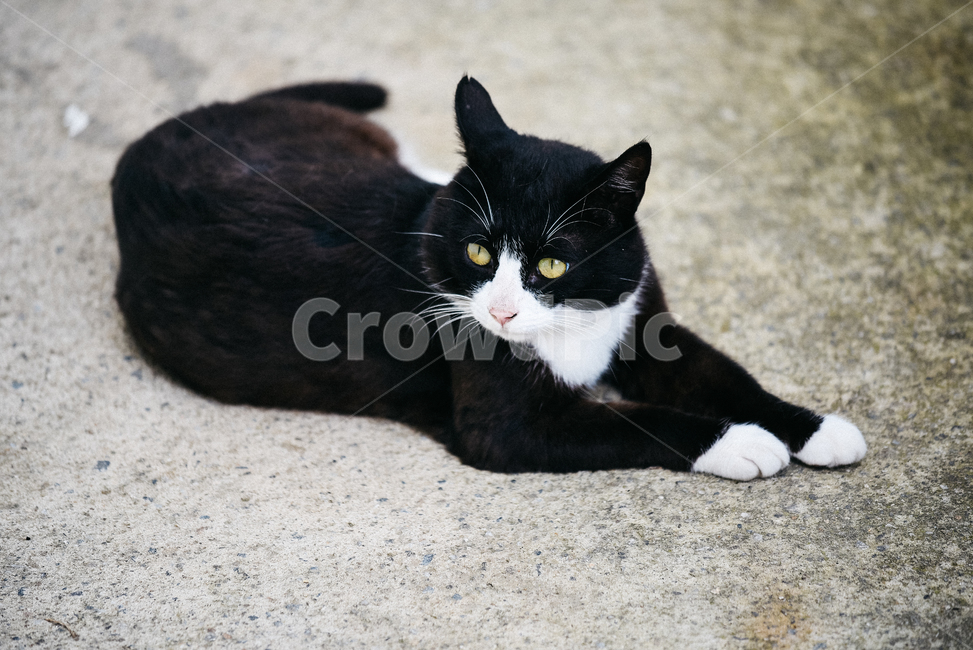 고양이,캣,냥냥이,길고양이,삼색이,치즈냥,냥,cat,동물,동물,animal,포유류,mammal,고양이,cat,kitten,kitty