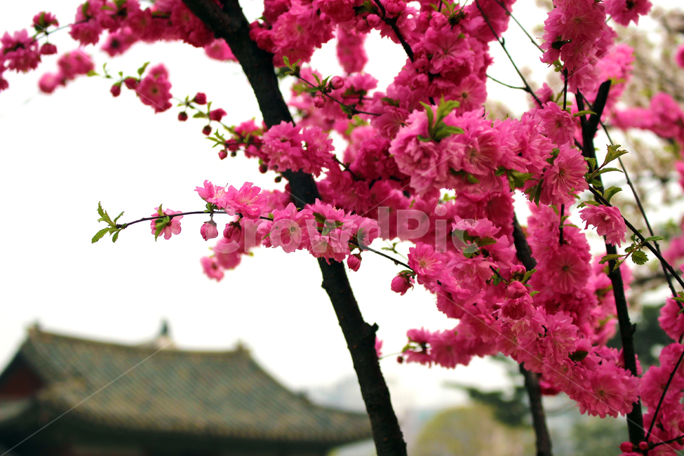앵두,창경궁,봄꽃,식물,plant,분홍,식물,자연,plants,nature,꽃,flower,나무,trees,wood