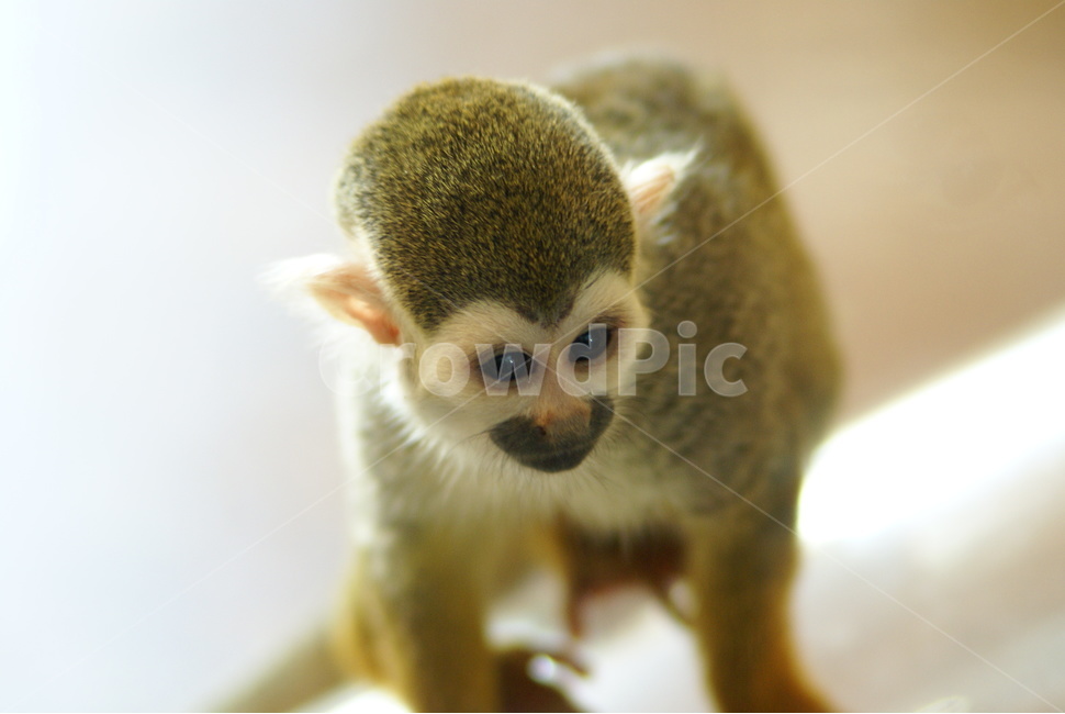 사파리,얼굴,에버랜드,원숭이,monkey,동물,animal,포유류,mammal