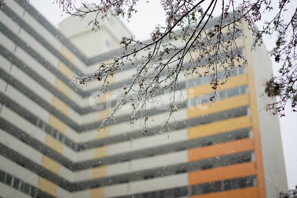 눈,설경,풍경,일상,snow,겨울,계절,추위,겨울이야기,감성,감성사진,날씨,얼음,풍경사진,느낌,감각,겨울,계절,winter,season,식물,자연,plants,nature,건축물,건물외관,exterior,building,structure,architecture,construction