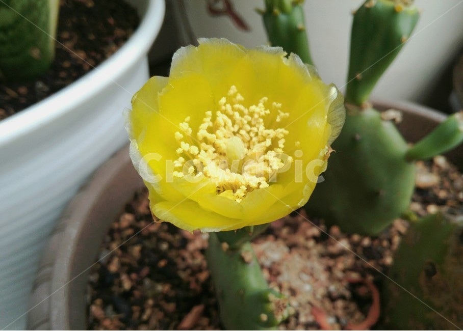 식물,plant,선인장,cactus,꽃,flower