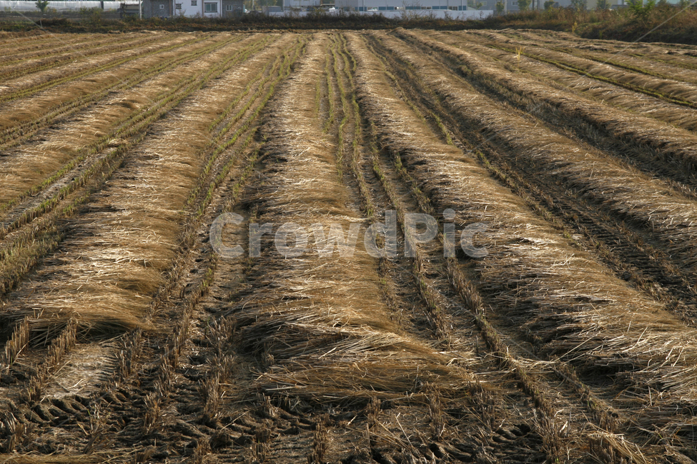 가을,벼농사,추수,수확,논,가을,계절,fall,autumn,season,시골,마을,풍경,landscape,country,rural,town,산업,industry,industrial,농업,농사,agriculture,farming,farming industry,soil,흙,nature,자연,land,땅,outdoors,옥외,ground,바닥