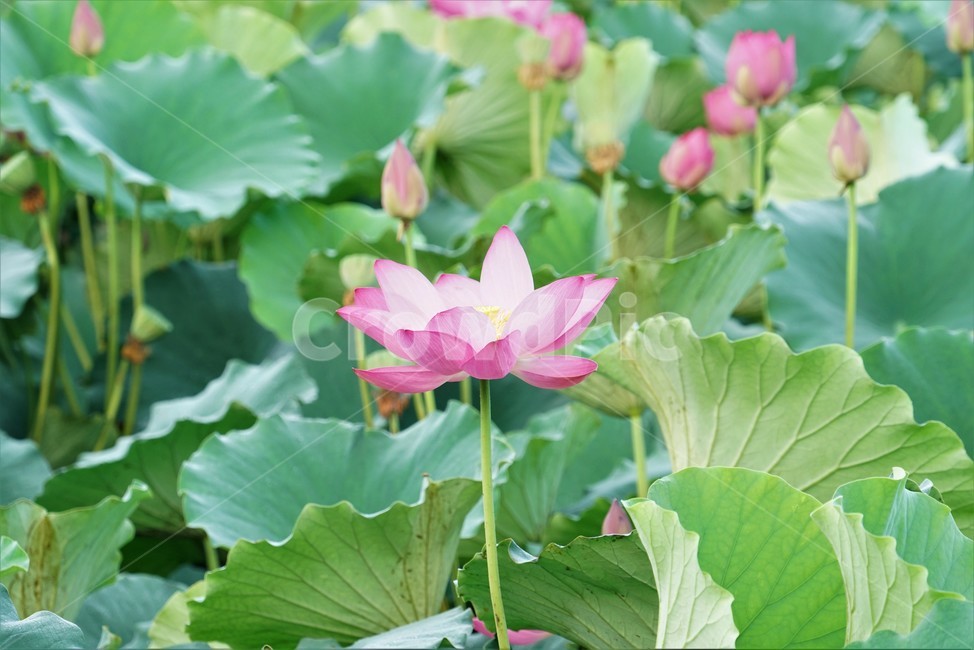 연꽃,수초,식물,lotus,땅속줄기,담수초,수중식물,수련과,련꽃