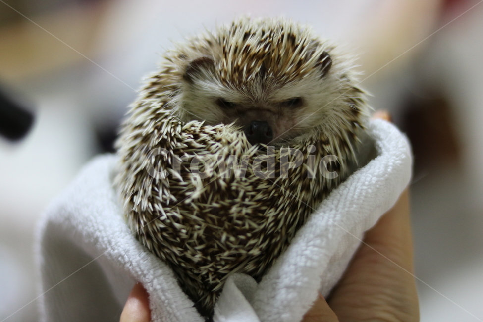 고슴도치,애완동물,고슴도치샤워,동물사랑,이쁜고슴도치,동물,animal,포유류,mammal