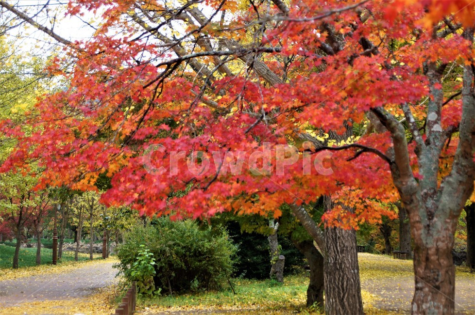 가을,단풍,낙엽,자연,나무,풍경,울긋불긋,계절,아름다움,식물,숲속,fall,trees,nature,autumn,season,단풍잎,단풍나무,자연풍경,은행나무,감성,가을,계절,fall,autumn,season,자연,풍경,nature,landscape,tree,plant,maple,leaf,잎