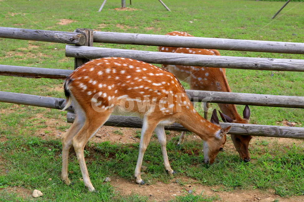 사슴,동물,척추동물,포유류,초식동물,잔디,풀,사육장,자연,동물,animal,포유류,mammal