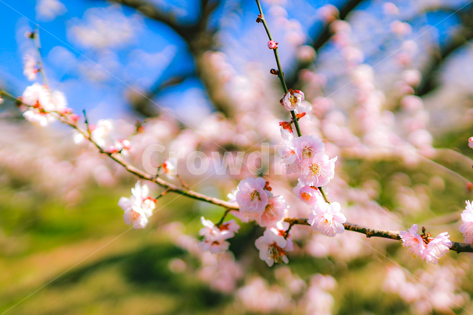 봄,봄꽃,매화,매화꽃,꽃,봄,계절,spring,season