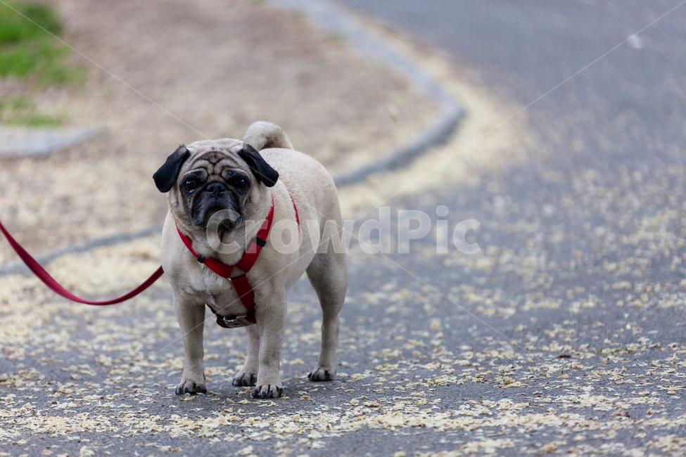 불독,애완동물,개,친구,귀엽다,동물,강아지,동물,animal,포유류,mammal,개,강아지,dog,doggy