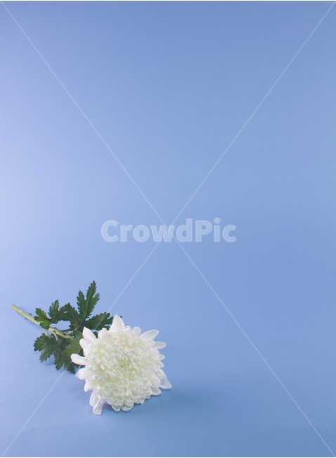 국화,꽃,식물,흰꽃,꽃잎,추모,배경,백그라운드,다울,식물,자연,plants,nature,꽃,flower