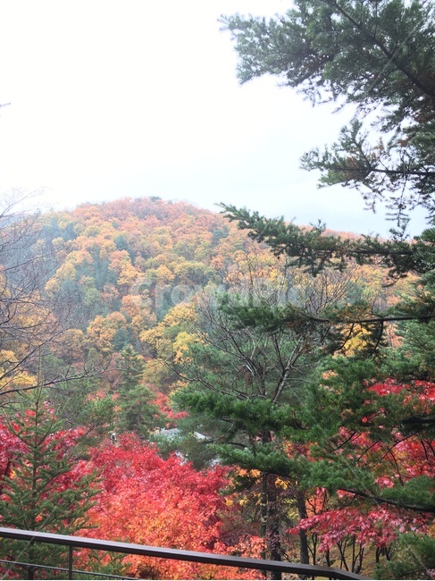 산,단풍,가을,가을산,풍경,나무,단풍나무