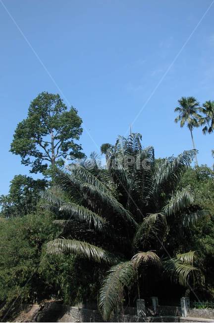 인도네시아,보고르,야자수,열대,indonesia,bogor,palmtrees,tropical