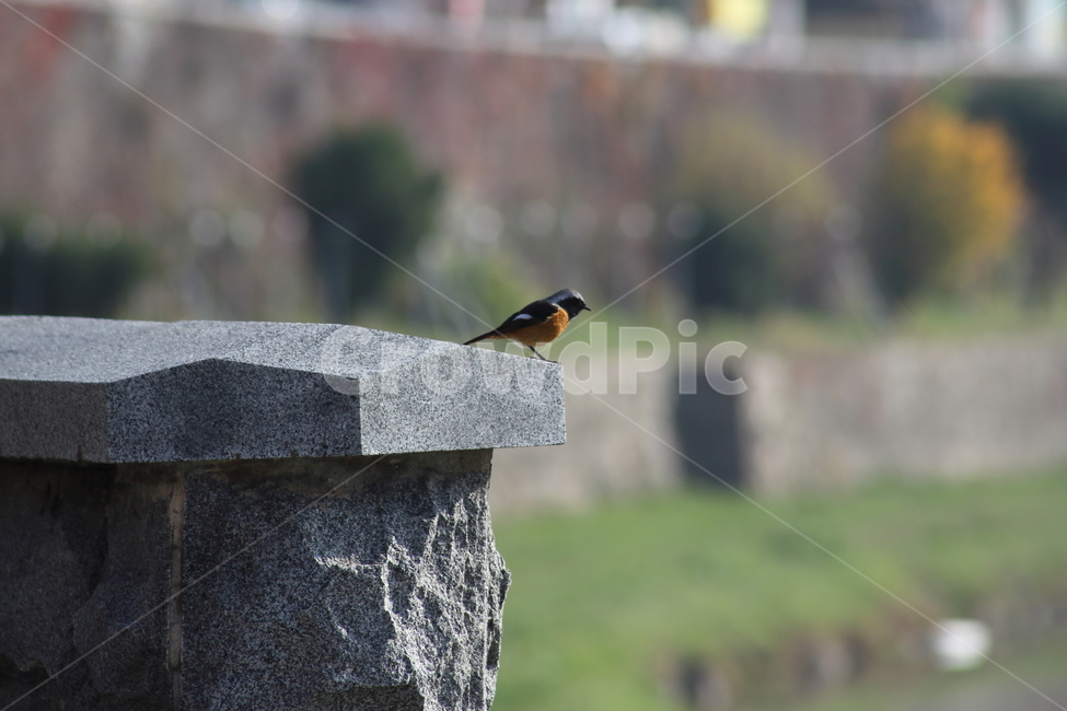 딱새수컷,딱새,새,야생동물,daurianredstart,작은새,동물,animal,조류,새,birds