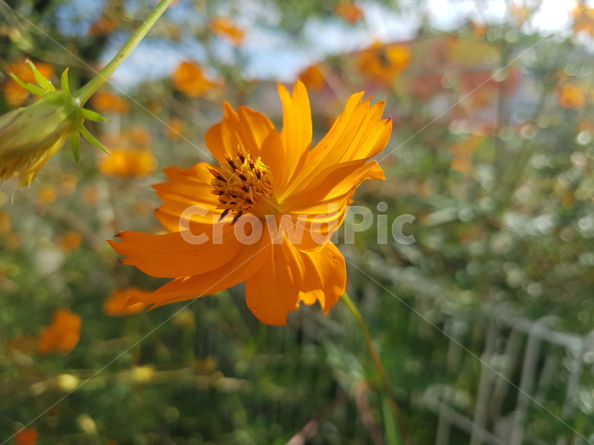 plant,식물,pollen,화분,주황색,노랑색,꽃,자연,맑은날,기분좋은날,식물,자연,plants,nature,꽃,flower