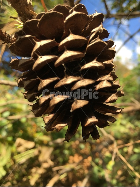 tree,나무,plant,식물,conifer,구과식물,솔방울