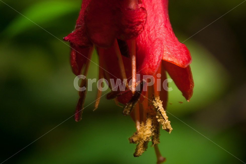 pollen,화분,plant,식물,꽃가루,종,식물,자연,plants,nature,꽃,flower