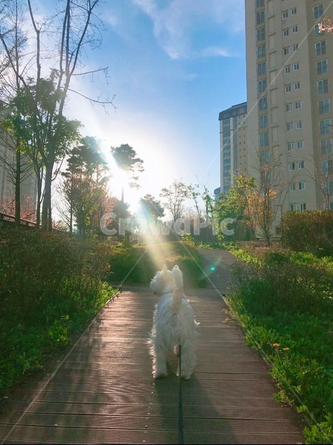 산책,강아지,하늘,햇빛,일몰