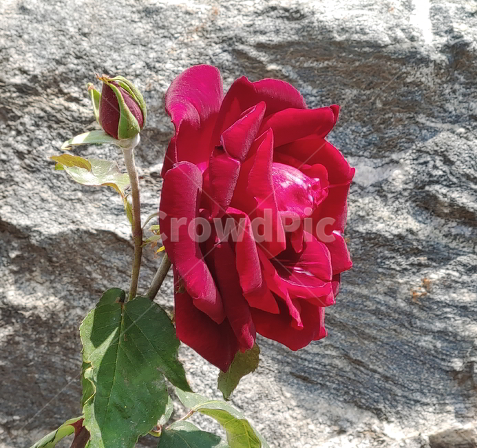 장미,봄꽃,식물,빨간장미,꽃,식물,자연,plants,nature,꽃,flower