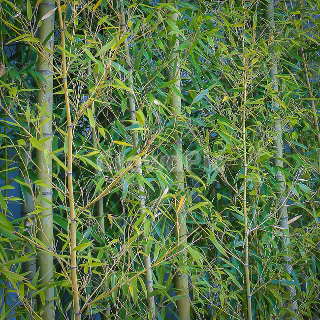 bamboo,대나무,식물,plant,장식