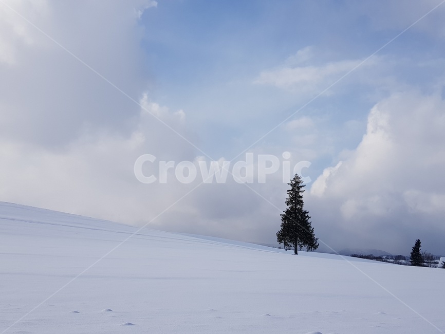 삿포로,눈,언덕,나무,풍경,겨울풍경,고독함,겨울,계절,winter,season