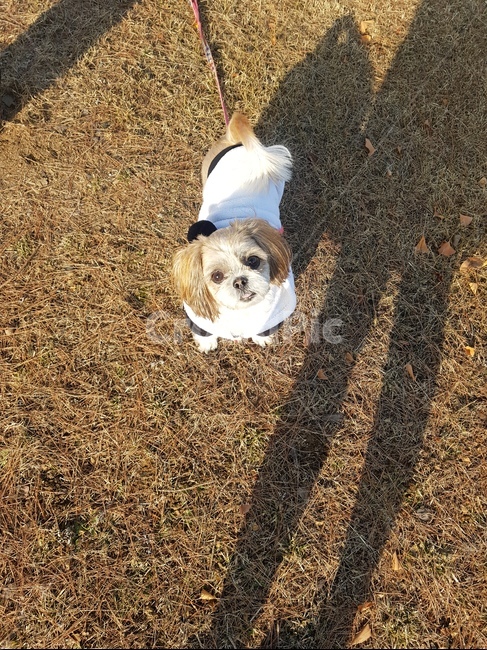 강아지,산책,시츄,귀여운강아지,예쁜강아지,동물,animal,포유류,mammal,개,강아지,dog,doggy