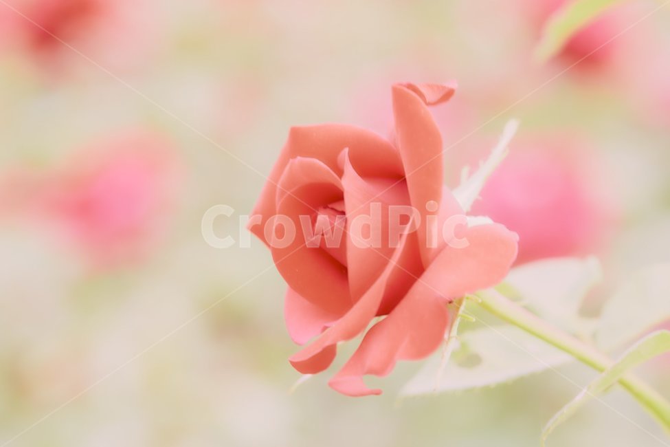 장미,장미접사,봄,물방울,물방울접사,내추럴,꽃,정원,장미공원
