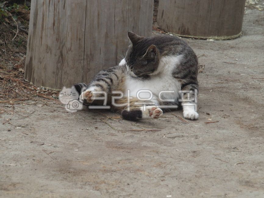 동물,고양이,길고양이,길냥이,cat