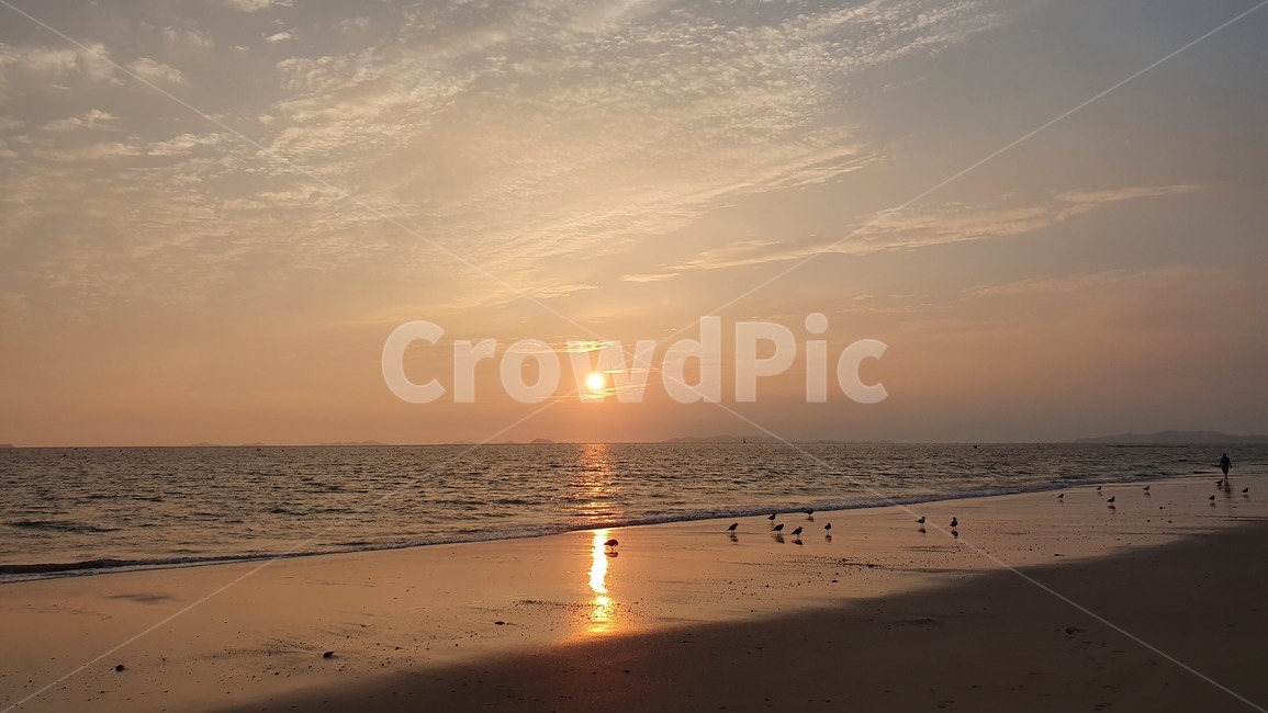 갈매기,노을,대천해수욕장,바다,모레,햇빛,sea,nature,자연,풍경,nature,landscape,outdoors,옥외,shoreline,해안선,water,물,ocean,대양,sunlight
