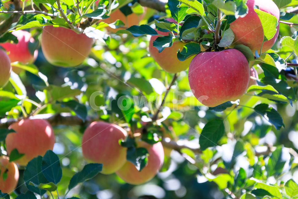 사과,나무,과일나무,사과나무,과수원,과일,농업,수확,식물,자연,plants,nature,과일,열매,fruit