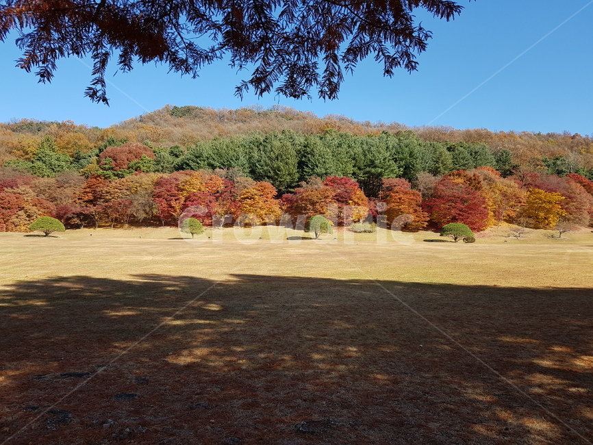 청남대,청남대단풍,가을청남대,청남대가을,가을단풍,단풍,단풍나무,가을대청호,대청호