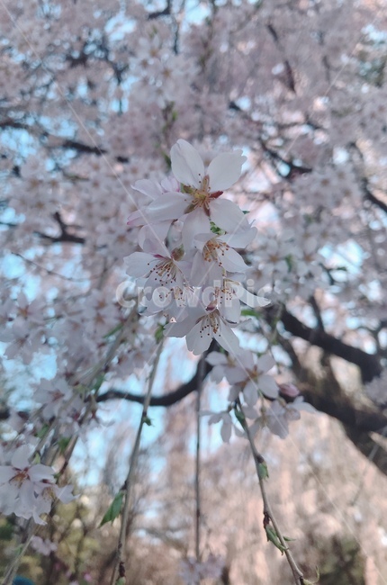 배경,풍경,봄,꽃,벚꽃,흩날리는,spring,flower,식물,자연,plants,nature,꽃,flower