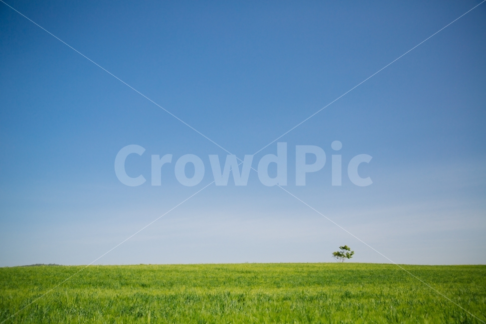 나무,풍경,바탕화면,여름,초록초록,자연,풍경,nature,landscape,outdoors,옥외,grassland,목초지,field,들