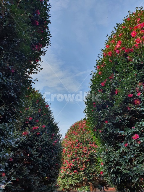 동백꽃,동백,나무,꽃,숲,자연,정원,공원,하늘,tree,flower,garden,outdoors