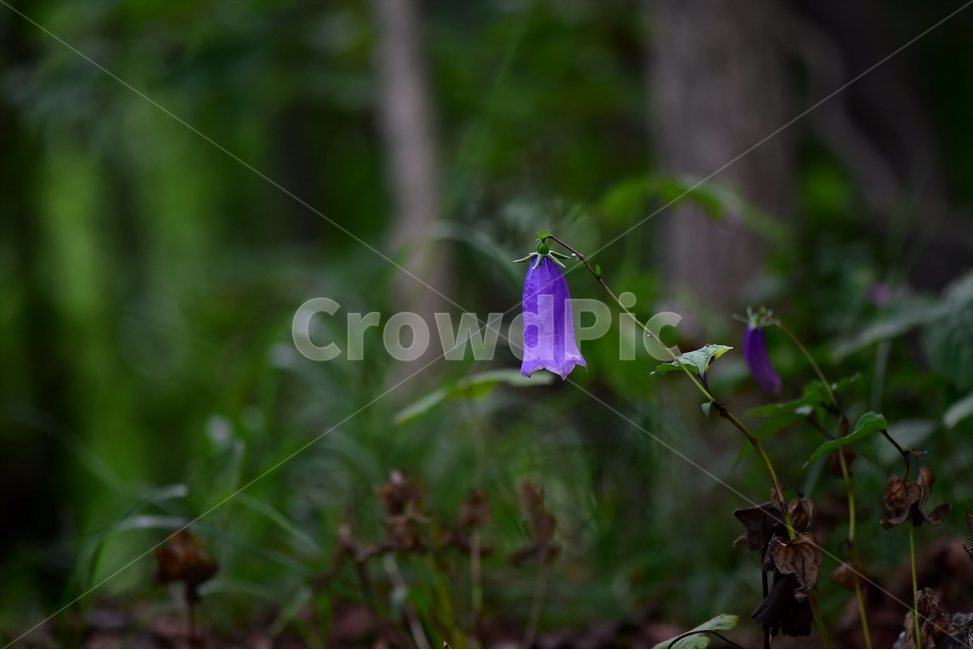 금강초롱꽃,야생화,식물,자연,꽃,생태,힐링,플라워,wildflower,flower,plants,nature,season,감성,느낌,emotion,feeling,여름,여러해살이풀,초롱꽃과,금강초록꽃속,자주색,식물,자연,plants,nature,꽃,flower