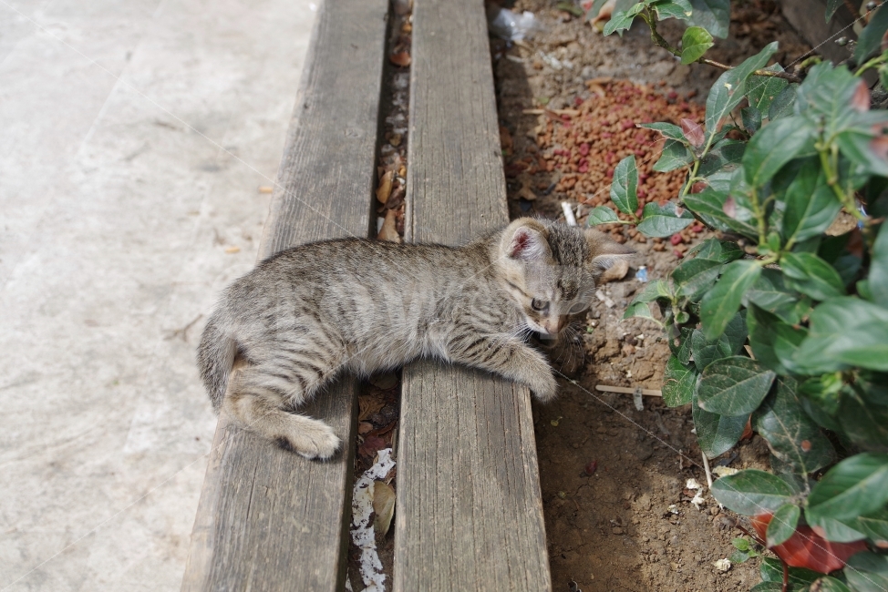 	여행,터키,이스탄불,travel,turkey,istanbul,고양이,cat,동물,animal,고양이,cat,kitten,kitty,포유류,mammal