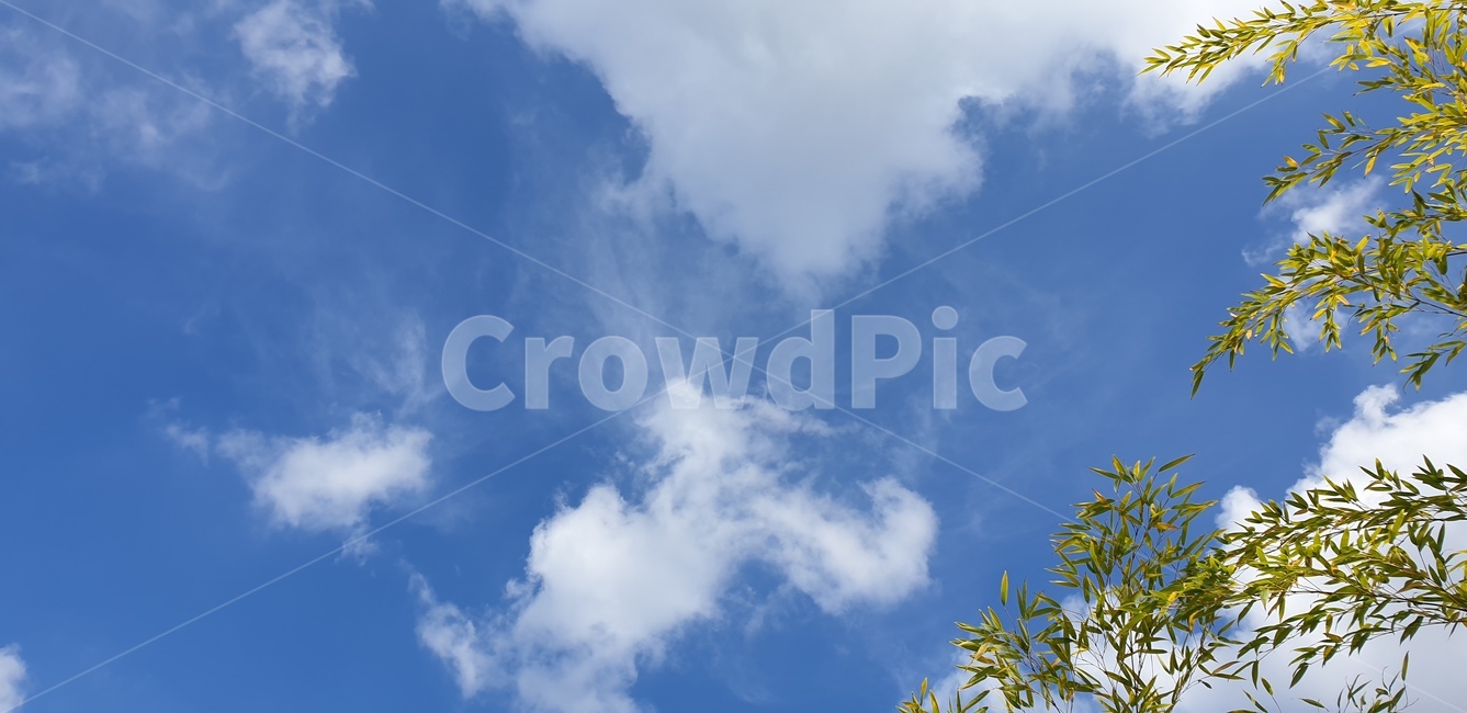 대나무,하늘,푸른하늘,구름,자연,옥외,sky,nature,azuresky,outdoors,자연,풍경,nature,landscape