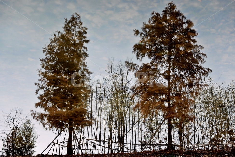 나무,반영,가을,공원,tree,reflection,fall,park,silhouette,가을,계절,fall,autumn,season,자연,풍경,nature,landscape,plant,식물