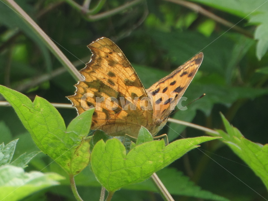 곤충,나비,동물,자연,벌레,동물,animal,곤충,벌레,insect,bug