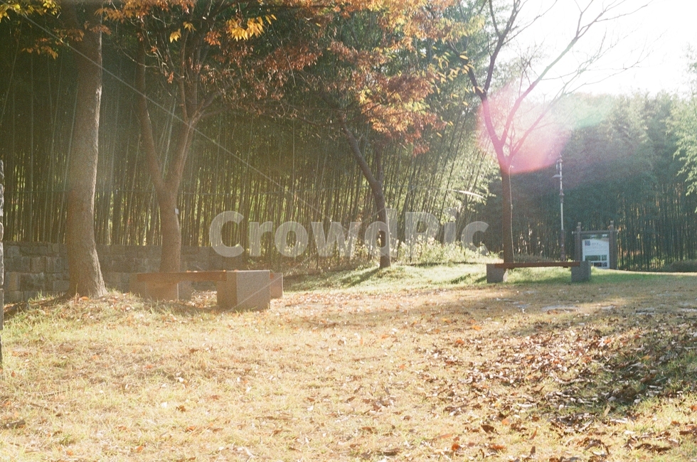 플레어,빛,light,숲,forest,자연,풍경,nature,landscape
