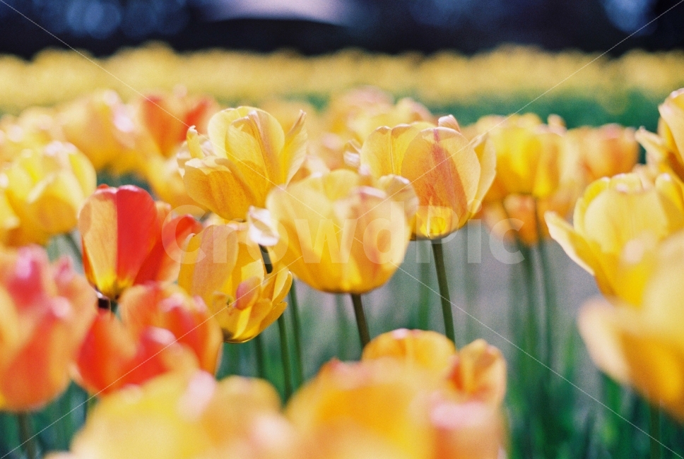 봄,파주나들이,벽초지수목원,튤립,꽃사진,감성사진,필름사진,미놀타x300,봄,계절,spring,season,식물,자연,plants,nature,꽃,flower,감성,sensible,feeling,색깔,색상,색채,색감,color sense,color sensitivity,feeling of color,plant