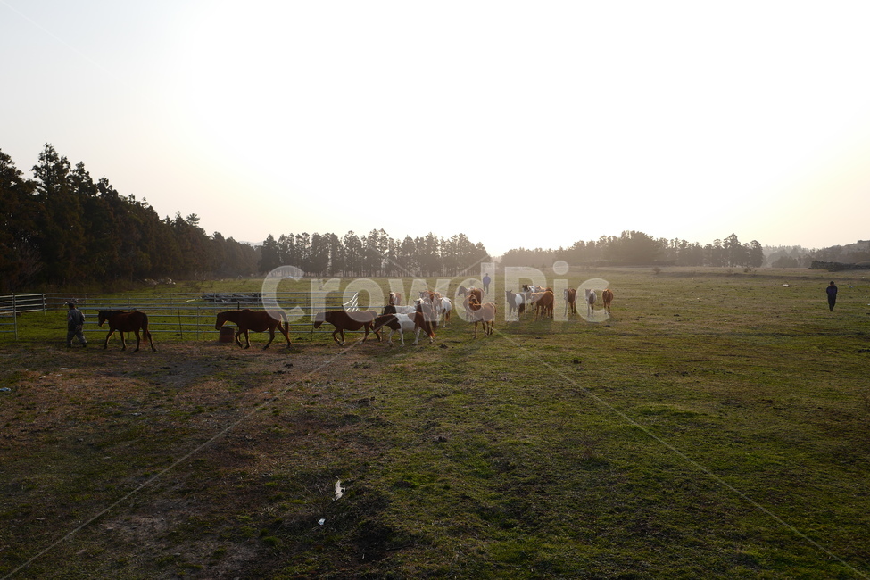 말,목장,해돋이,제주도,용눈이오름,동물,animal,포유류,mammal,산업,industry,industrial,목축업,목장,livestock farming,ranching,pasture